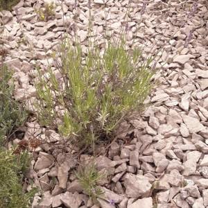 Photographie n°2193883 du taxon Lavandula angustifolia Mill. [1768]