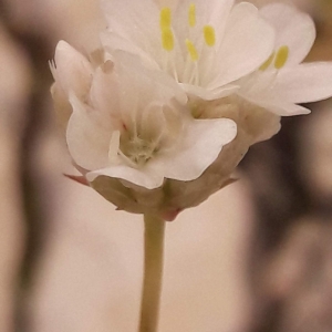  - Armeria arenaria (Pers.) Schult. [1820]