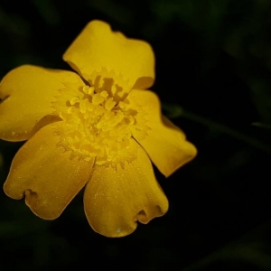 Photographie n°2193961 du taxon Ranunculus acris L. [1753]