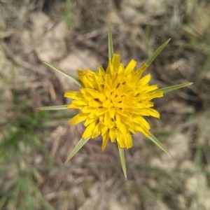 Photographie n°2193968 du taxon Tragopogon dubius Scop. [1772]