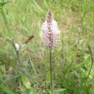 Photographie n°2193970 du taxon Plantago media L. [1753]