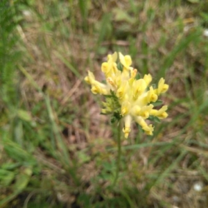 Photographie n°2193974 du taxon Anthyllis vulneraria L. [1753]