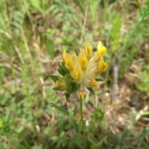 Photographie n°2193975 du taxon Anthyllis vulneraria L. [1753]