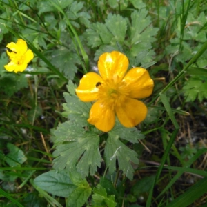 Photographie n°2193979 du taxon Ranunculus acris L. [1753]