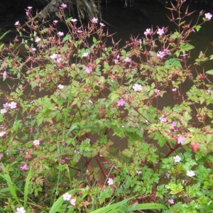 Photographie n°2193983 du taxon Geranium robertianum L. [1753]