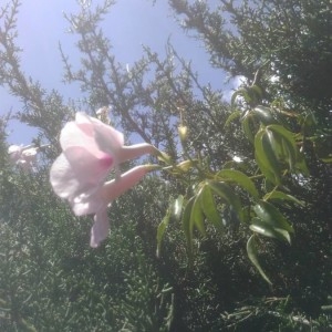 Photographie n°2193992 du taxon Podranea ricasoliana (Tanfani) Sprague [1904]