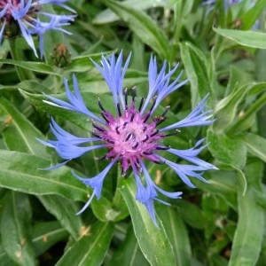 Photographie n°2194005 du taxon Cyanus montanus (L.) Hill [1768]