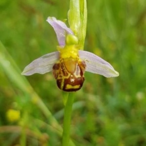 Photographie n°2194028 du taxon Ophrys apifera Huds. [1762]