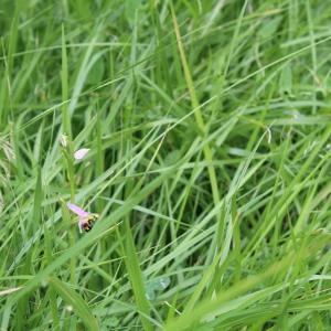 Photographie n°2194033 du taxon Ophrys apifera Huds. [1762]