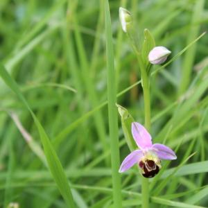 Photographie n°2194034 du taxon Ophrys apifera Huds. [1762]