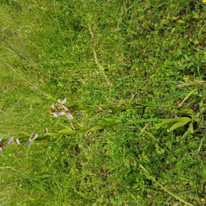 Photographie n°2194044 du taxon Ophrys apifera Huds. [1762]
