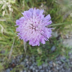 Photographie n°2194046 du taxon Knautia arvensis (L.) Coult. [1828]