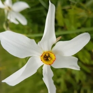 Photographie n°2194064 du taxon Narcissus poeticus L.