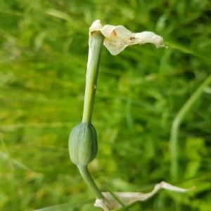 Photographie n°2194065 du taxon Narcissus poeticus L.