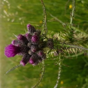 Photographie n°2194077 du taxon Cirsium palustre (L.) Scop.