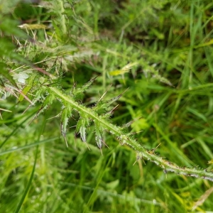 Photographie n°2194078 du taxon Cirsium palustre (L.) Scop.