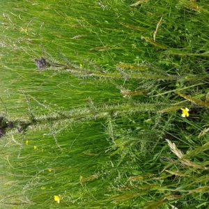 Photographie n°2194079 du taxon Cirsium palustre (L.) Scop.