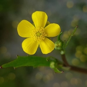 Photographie n°2194080 du taxon Ranunculus flammula L. [1753]