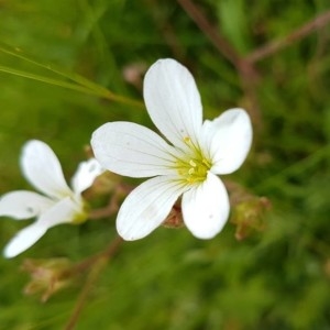 Photographie n°2194089 du taxon Saxifraga granulata L. [1753]