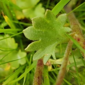 Photographie n°2194090 du taxon Saxifraga granulata L. [1753]