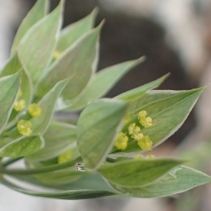 Photographie n°2194156 du taxon Bupleurum baldense Turra [1764]