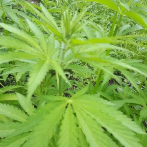 Photographie n°2194157 du taxon Cannabis sativa L. [1753]