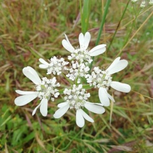 Photographie n°2194172 du taxon Orlaya grandiflora (L.) Hoffm. [1814]