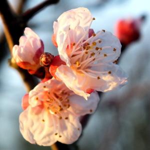 Photographie n°2194183 du taxon Prunus armeniaca L. [1753]