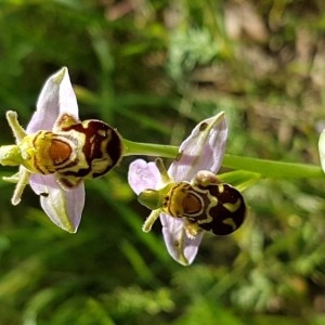Photographie n°2194190 du taxon Ophrys apifera Huds. [1762]
