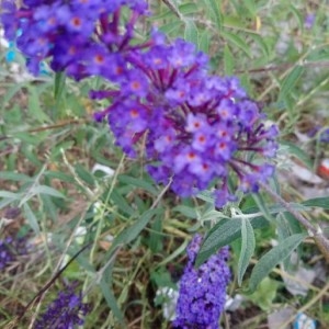 Photographie n°2194249 du taxon Buddleja davidii Franch. [1887]