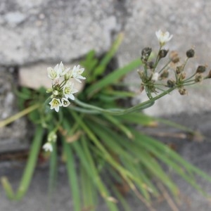 Photographie n°2194281 du taxon Nothoscordum borbonicum Kunth [1843]