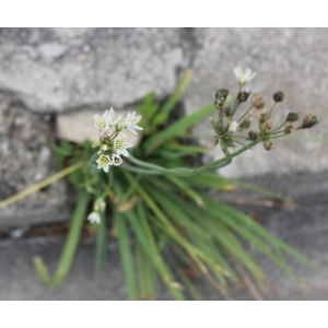 Nothoscordum borbonicum Kunth (Ail odorant)