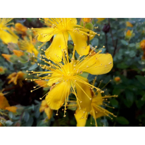 Hypericum olympicum L.