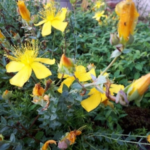 Photographie n°2194328 du taxon Hypericum olympicum L. [1753]