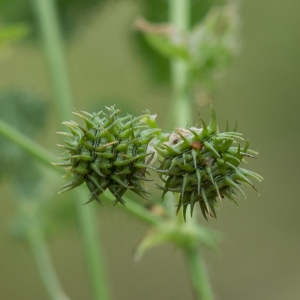 Photographie n°2194334 du taxon Medicago arabica (L.) Huds.