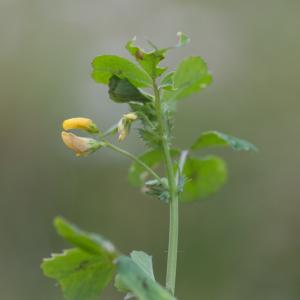 Photographie n°2194335 du taxon Medicago arabica (L.) Huds.