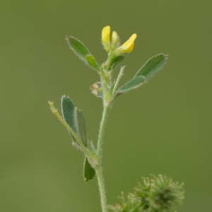 Photographie n°2194336 du taxon Medicago minima (L.) L. [1754]