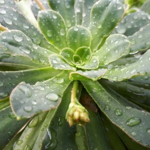 Photographie n°2194344 du taxon Saxifraga longifolia Lapeyr. [1801]