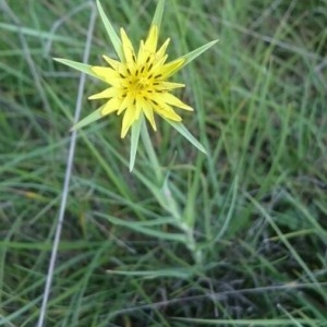 Photographie n°2194363 du taxon Tragopogon dubius Scop.