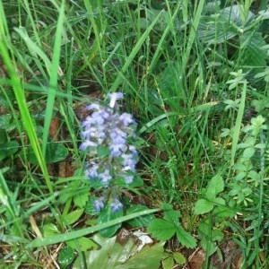 Photographie n°2194370 du taxon Ajuga reptans L. [1753]