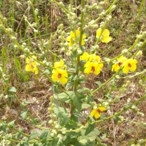 Photographie n°2194374 du taxon Verbascum sinuatum L. [1753]