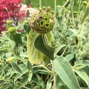 Photographie n°2194486 du taxon Phlomis fruticosa L. [1753]