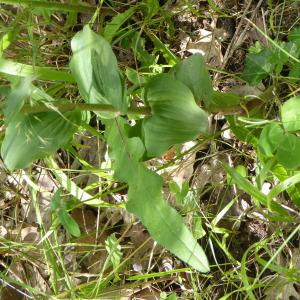 Photographie n°2194495 du taxon Epipactis helleborine (L.) Crantz [1769]