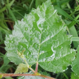 Photographie n°2194593 du taxon Betula pubescens Ehrh. [1791]