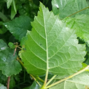 Photographie n°2194594 du taxon Betula pubescens Ehrh. [1791]