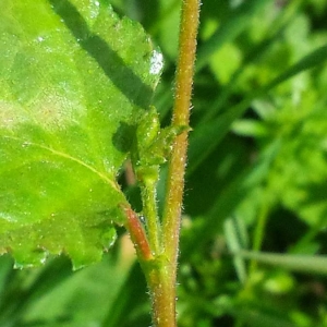 Photographie n°2194596 du taxon Betula pubescens Ehrh. [1791]