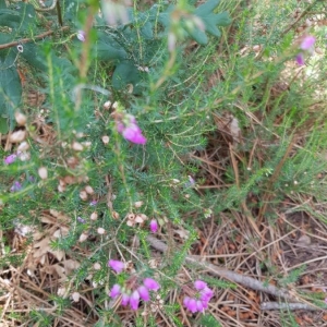 Photographie n°2194639 du taxon Erica cinerea L. [1753]