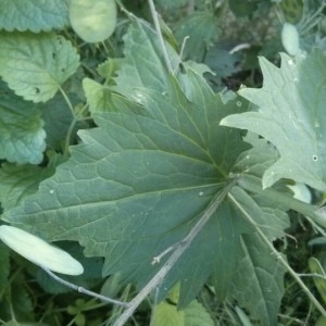 Photographie n°2194657 du taxon Lunaria annua L. [1753]