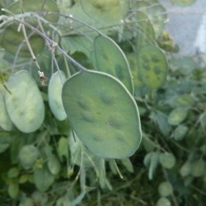 Photographie n°2194658 du taxon Lunaria annua L. [1753]