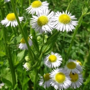 Photographie n°2194681 du taxon Erigeron annuus (L.) Desf. [1804]